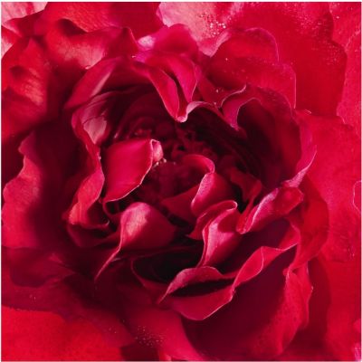 GUERLAIN Mon Guerlain Bloom of Rose Izsmidzināms parfimērijas ūdens