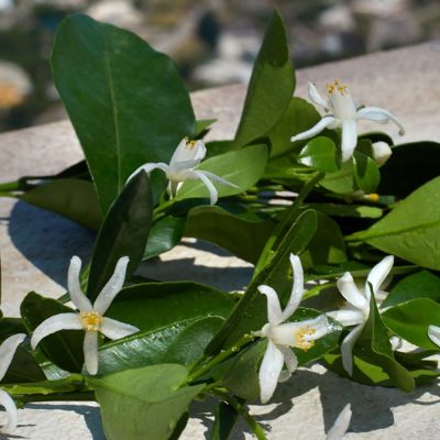 DOLCE & GABBANA Devotion Izsmidzināms parfimērijas ūdens